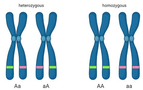 Difference Between Homozygous And Heterozygous