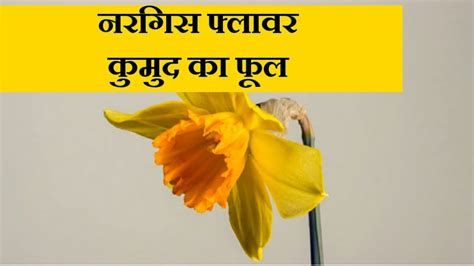 Daffodil Flower Name Meaning In Hindi Best Flower Site