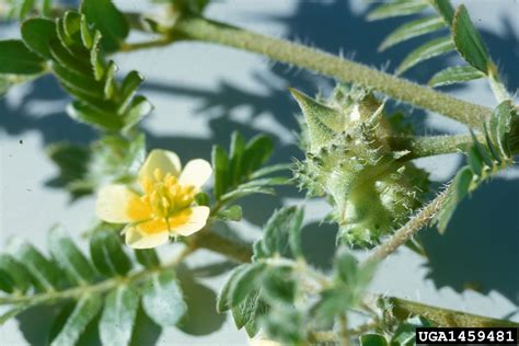 Puncturevine Tribulus Terrestris