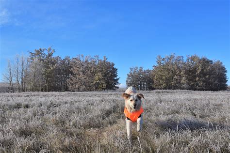 Hurtta Summit Parka – Dogs That Hike