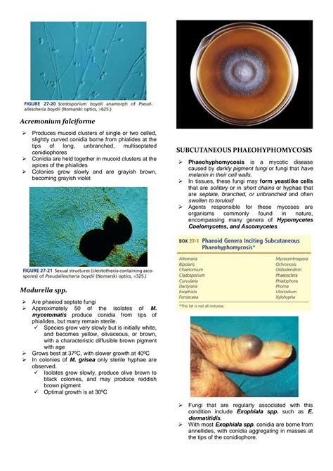 Solution Subcutaneous Mycoses Studypool