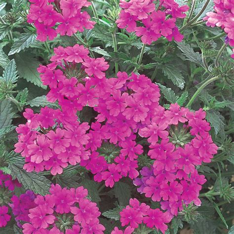 Superbena® Pink Shades Verbena Hybrid Proven Winners