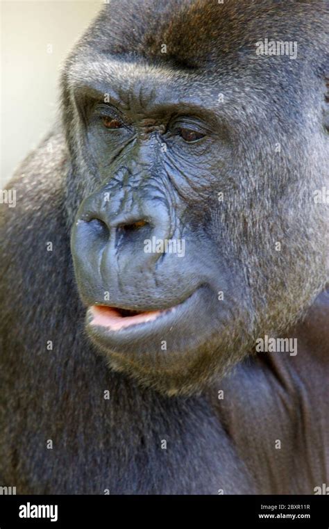 Western Lowland Gorillas Stock Photo - Alamy