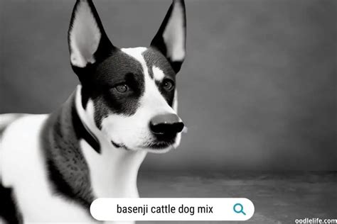 Basenji Jack Russell Mix (Breed Guide + Photos) - Oodle Life