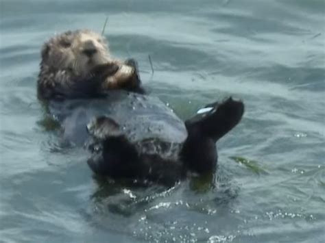 841 The Ca Sea Otter Who Steals Surfboards And Hearts Is A Momma