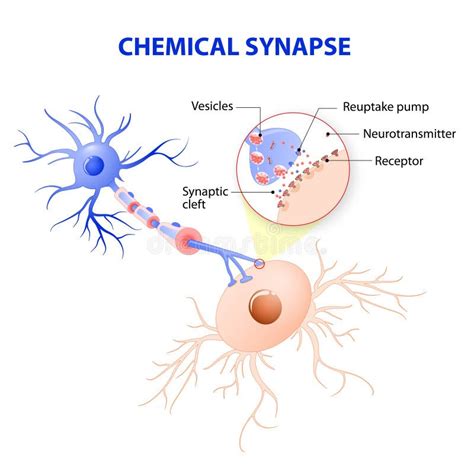 Synapse Stock Illustrationen Vektoren Kliparts Stock