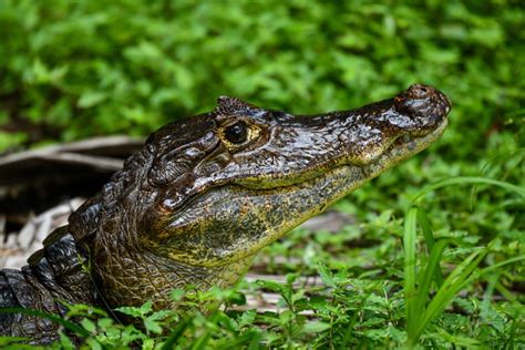 Actualizar Imagen Diferencia De Cocodrilo Y Caiman Abzlocal Mx