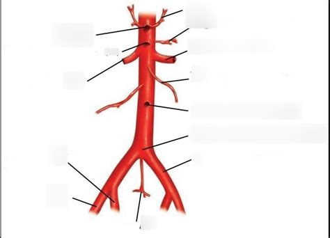 Abdominal Aorta And Branches Diagram Diagram Quizlet