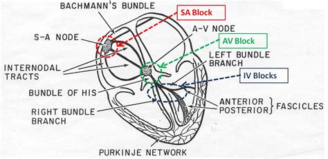 Conduction Of The Heart Diagram | Search Results | Calendar 2015