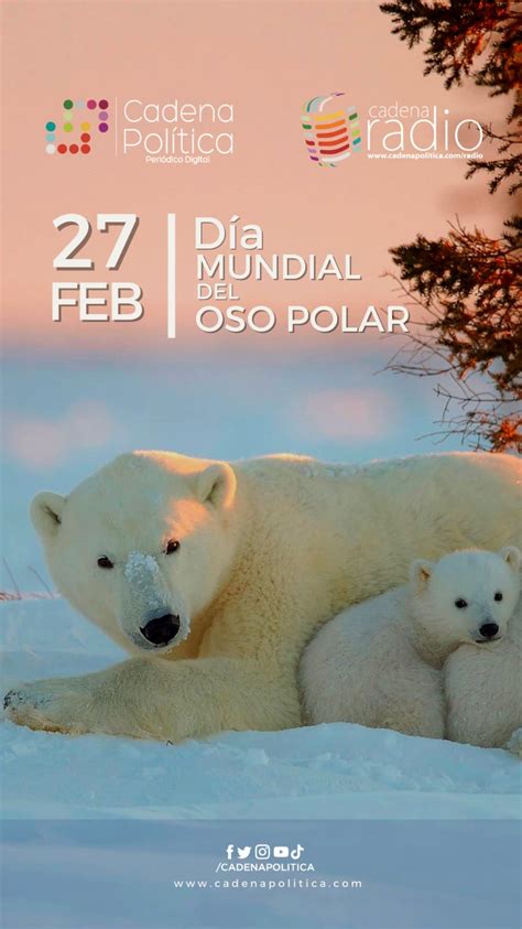 Día Internacional del Oso Polar Por qué se celebra Cadena Politica