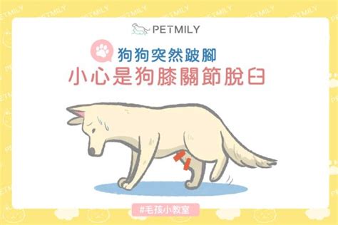 寵物健康 寵物迷 Petmily