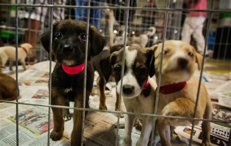 Feira Disponibiliza Cães E Gatos Para Adoção Neste Sábado Em Belém