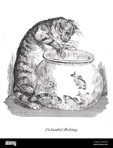 Unlawful Fishing Cat Paws At Goldfish Bowl Stock Photo Alamy
