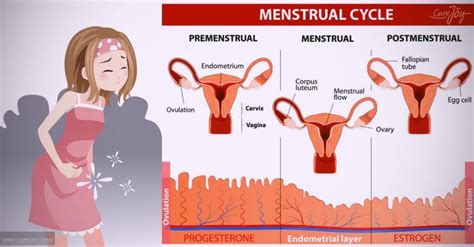 6 Signs Your PMS Is Something More Serious Menstrual Cycle Corpus