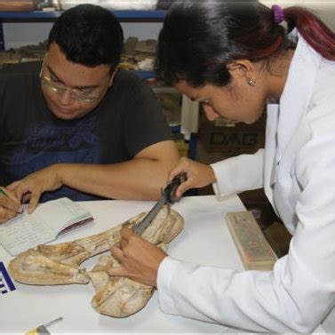 Medi O De F Sseis Do Museu De Paleontologia Da Urca Santana Do Cariri