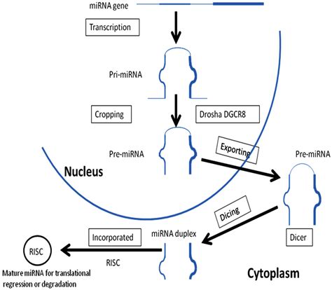 Schematic Of Mirna Biogenesis Mirna Genes Are Transcribed Into Long