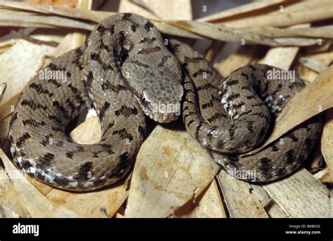 Asp Viper Vipera Aspis Vipera Italy Stock Photo 22384714 Alamy