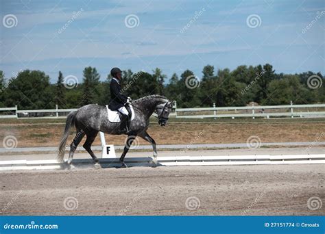 Dapple Gray Dressage Horse And Rider At A Show Stock Photo Image Of