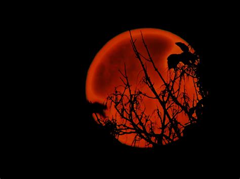 Blood Moon In South Africa Tonight Longest Lunar Eclipse This Century