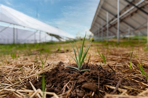 Solar Pollinator For The Large Ground Solar Array At Catholic Charities