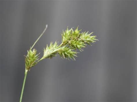 How To Grow Use And Care For Tissue Sedge Grass Carex Hyalina Agric4profits