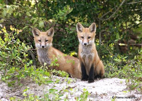 13 best images about Georgia Wildlife on Pinterest | Dune, Red overalls and Alligators