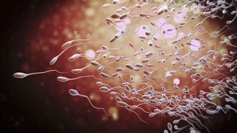 Elements Of A Healthy Sperm Male Infertility Remedy