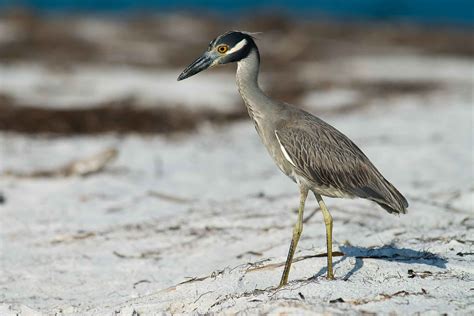 Texas Herons & Egrets: How to Tell Them Apart (with photos) | BirdingLocations