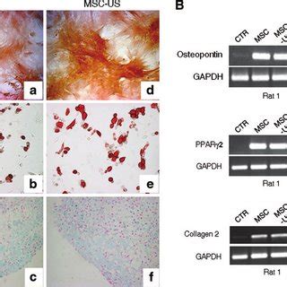 Multi Potent Differentiation Ability Of MSCs Untreated MSC A C And