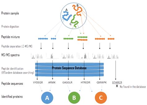 Protein Identification Abrpi Training