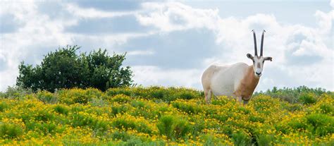 Scimitar-Horned Oryx - Fossil Rim Wildlife Center