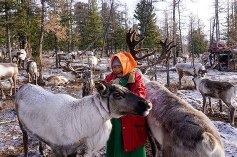 Монголд үлдсэн цаа бугын цор ганц ахуйн соёлыг хадгалж, хамгаалахын ...