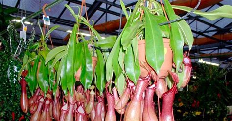 Комнатное растение Непентес (Nepenthes) | Пикабу