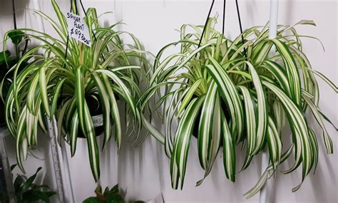 Spider Plants $15 — Serenity Plants