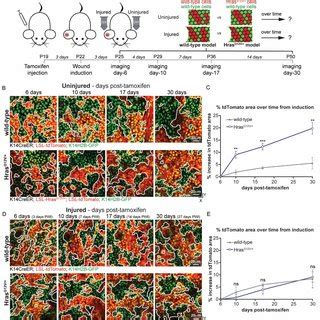 Injury Induced Aberrant Hras G V Growth Is Suppressed In Mosaic