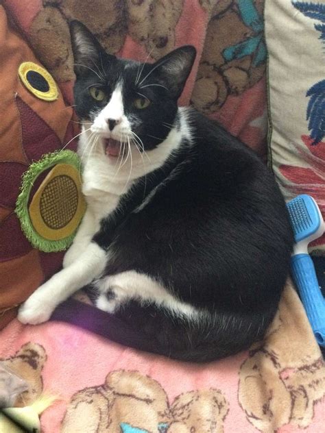 Kitten Yawning Online Puzzle
