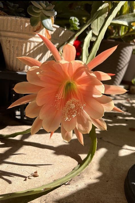 Epiphyllum Epis Orchid Cactus King Midas Rooted Live Plants