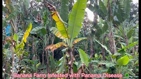 PANAMA DISEASE IN LAKATAN BANANA Ano Ang Sanhi At Paano Ito Ma