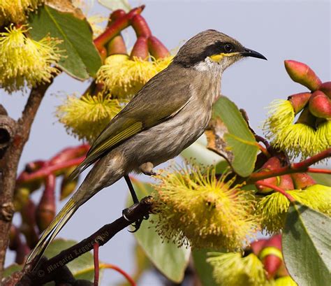 Singing Honeyeater - widespread across Australia, west of Great Dividing Range | Australian ...