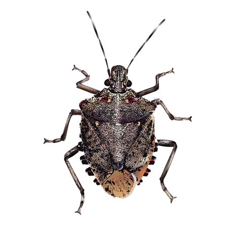 True Bug Insect Png Image Png All