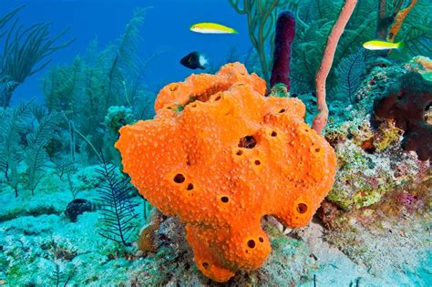 Phyla Comparison Porifera Vs Cnidaria Biology 11