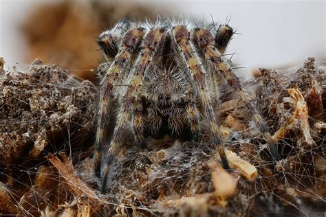 Spider in its natural habitat. Photo by © Andrey Shapovalov ...