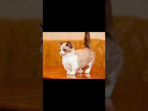 Самые коротколапые порода кошек! #shorts #котики #котик #кошка #кошки # ...