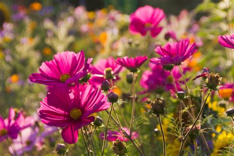 Cosmea säen » So gehen Sie am besten vor