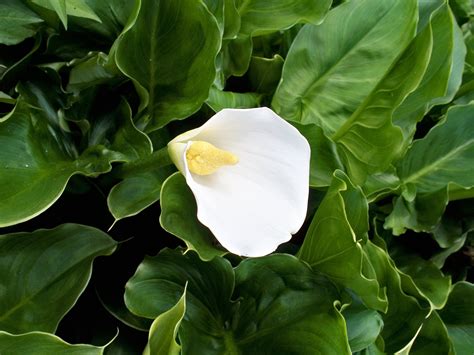 Fotos gratis blanco hoja flor pétalo verde botánica flora