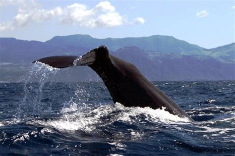 חוות דעת על ‪azores Whale Watching Terra Azul‬ וילה פראנקה דו קמפו