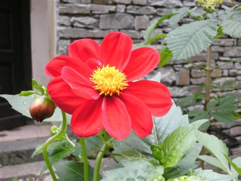 Garten Dahlien Bunter Mix Samen Aus Bioveganem Naturgarten