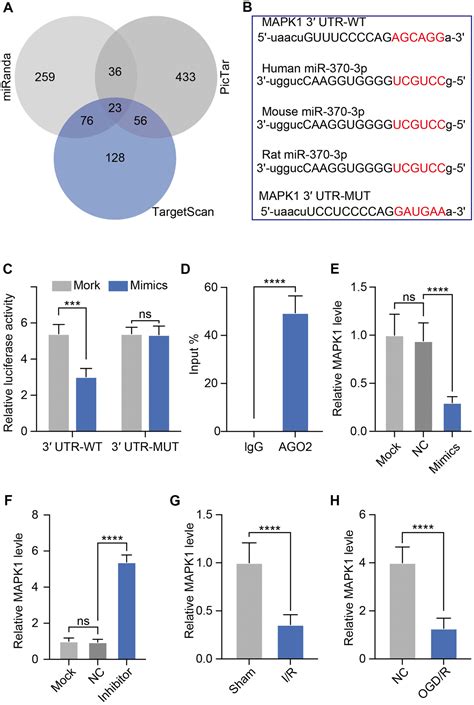 Exosomal MiR 370 3p Increases The Permeability Of Blood Brain Barrier