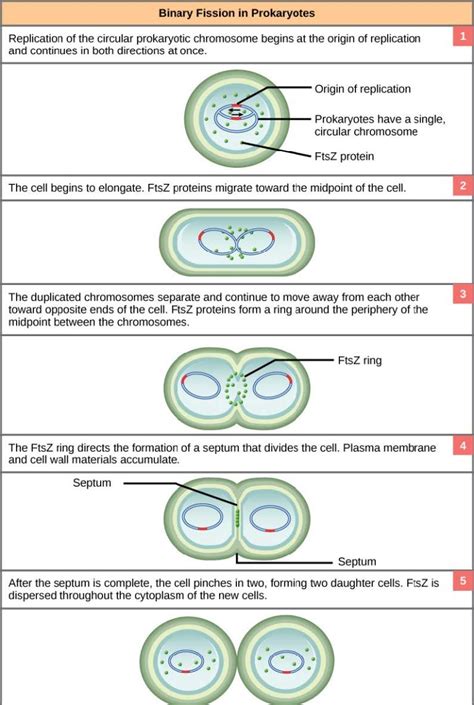 Prokaryotic Cell Division Biology 2e Part I 2nd Edition