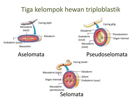 Biologi Gonzaga Pembelajaran Biologi Kelas X Kingdom Plantae And Kingdom